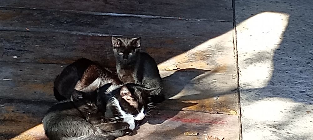 Oddam za darmo czarne  kotki