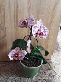 Орхідеї фаленопсис