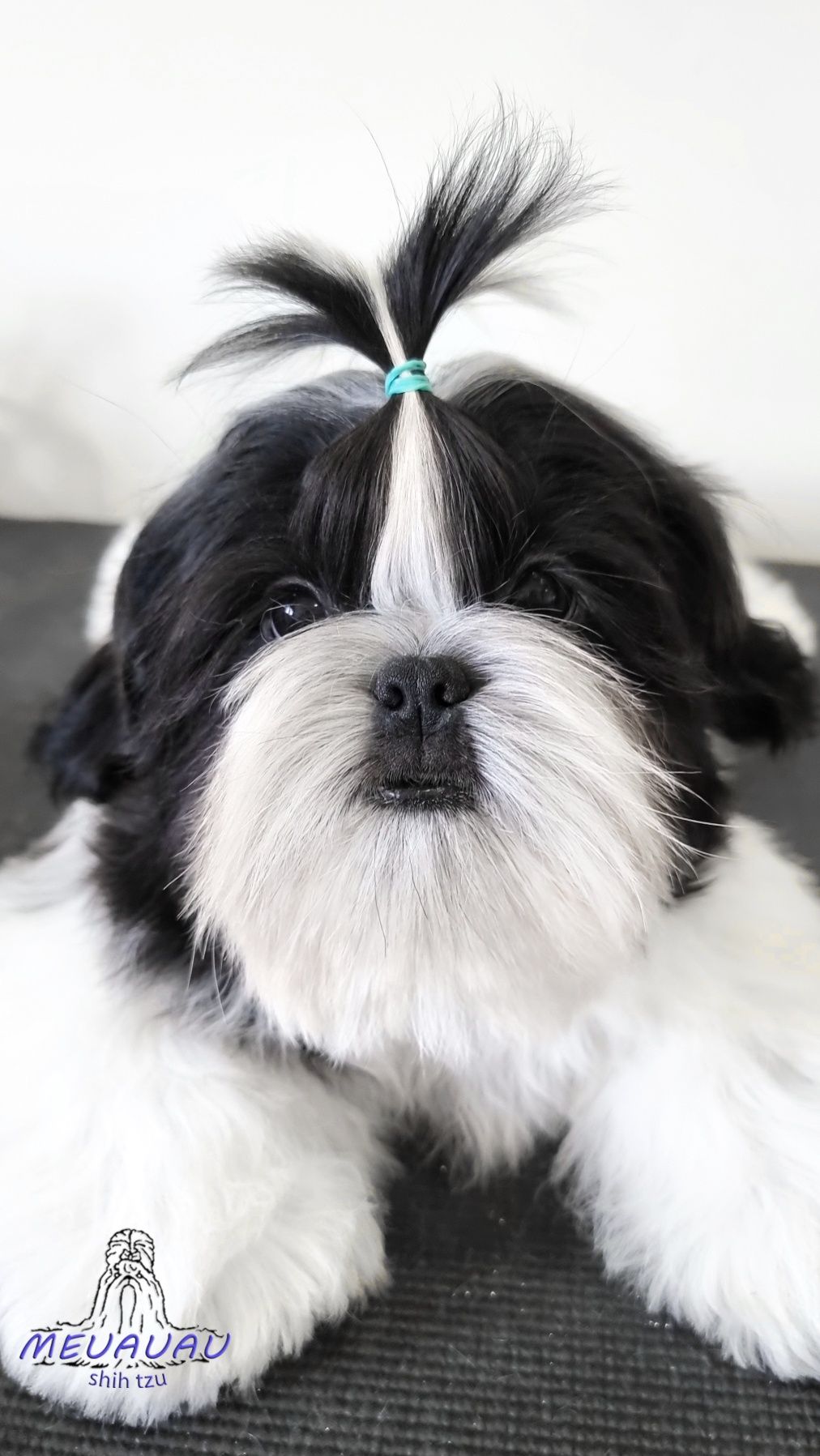 OPORTUNIDADE: Filhote Macho Shih Tzu