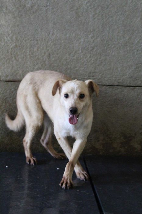 000886 Alina do adopcji