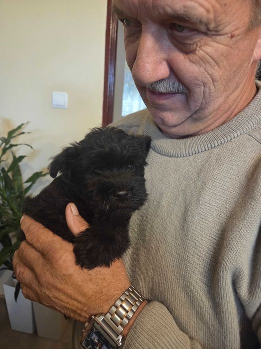 Sznaucer miniaturowy