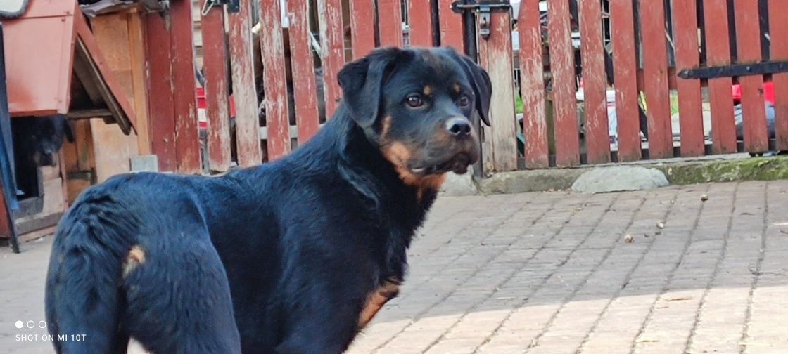 Suczki rottweiler 6 miesięczne z metryką