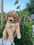Cockapoo f1b piesek lipiec