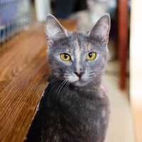 Граційна Сільва, 7міс вакцинована, з документами: кішка котенок кошеня