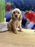 Cockapoo piesek f1