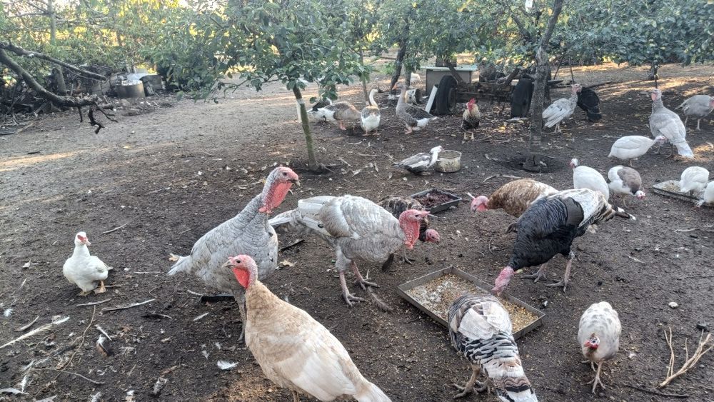 Indor lawendowy 2024