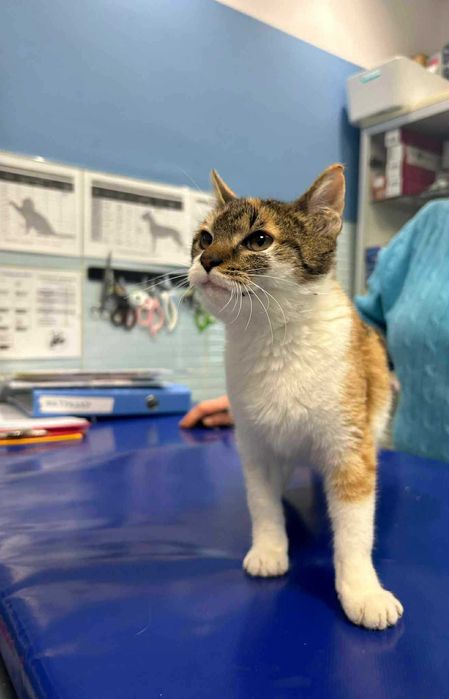 Kociaki szukają domów -schronisko Zgierz-aktualne