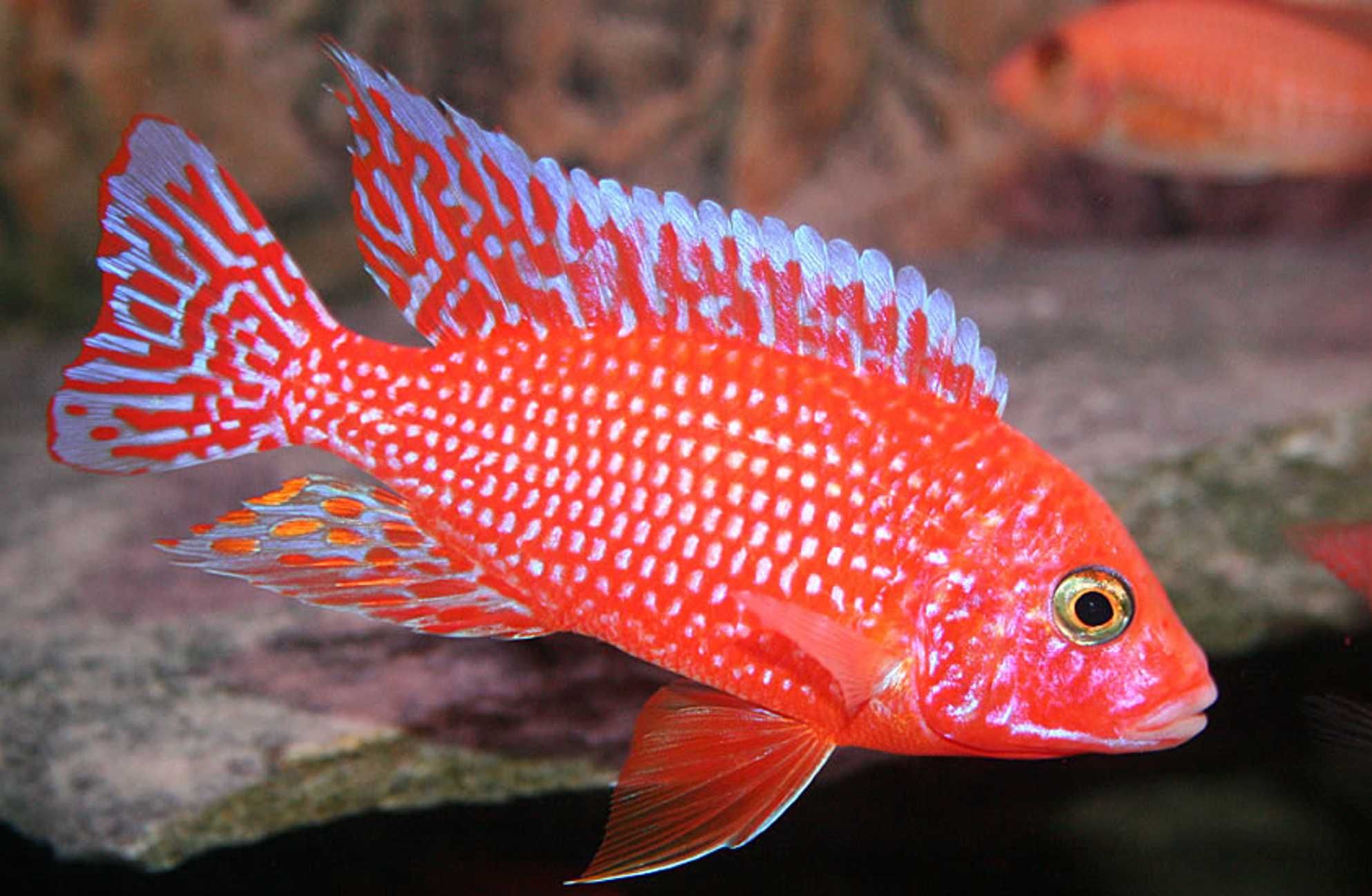 Aulonocara Fire Fish - SAMCE XXL - 10CM - Pyszczaki - dowóz, wysyłka