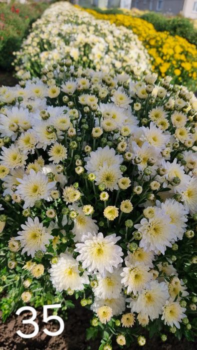 Розпродаж!!! Хризантема мультифлора, маточники