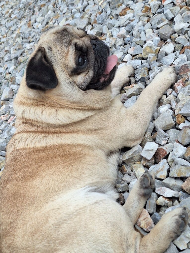 Mops 5 lat z rodowodem FCI szuka domu