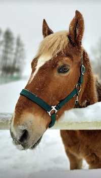 Wałach haflinger