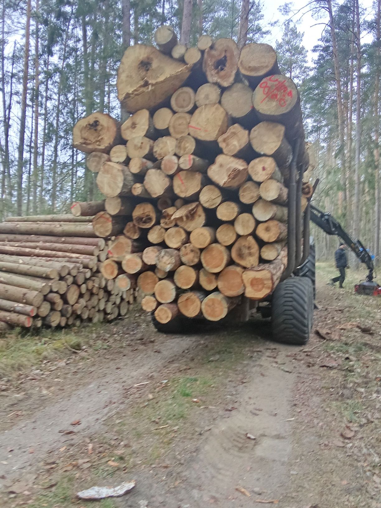 Drewno Opałowe i Kominkowe
