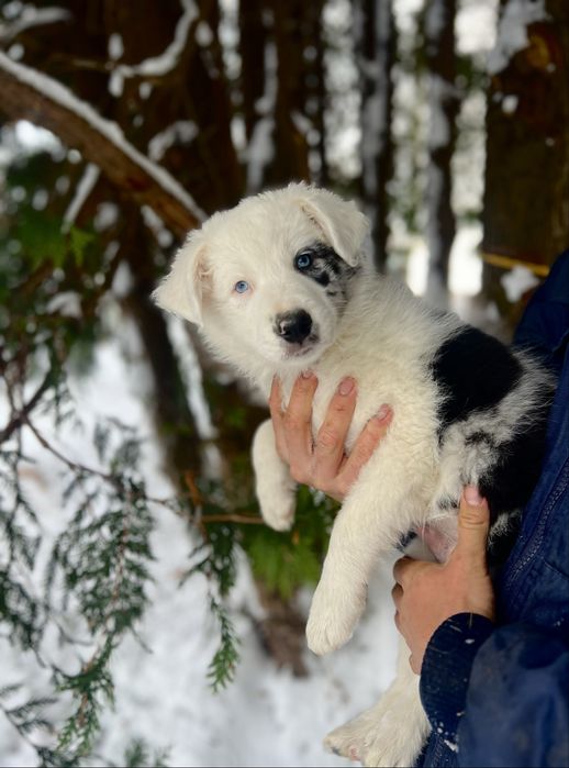pies LUKE  Border Collie ZKwP(FCI) szczeniak blue-merle