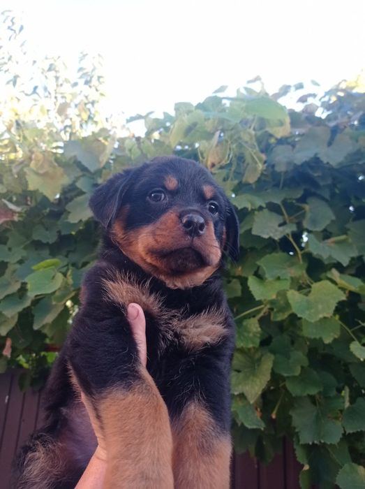 Ротвейлер цуценята