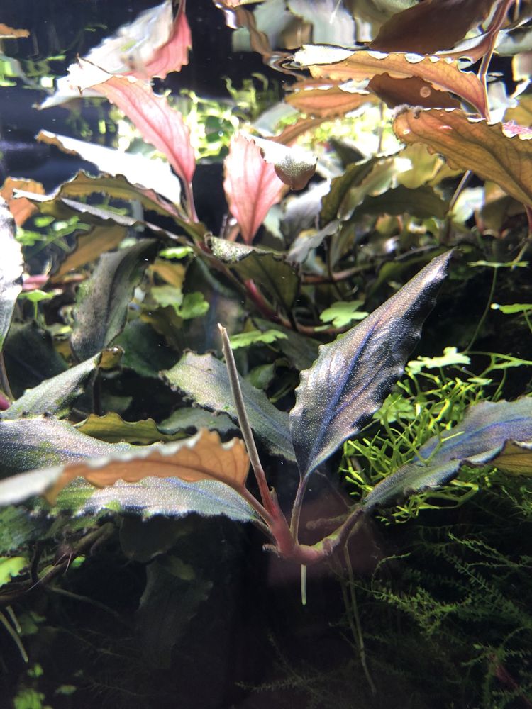 Bucephalandra ShineBlue sb roslina na korzen lub skałe