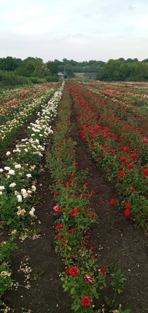 Продаж  Саджанців ТРОЯНД.роз.опт