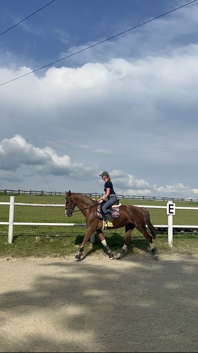 Koń Klacz Kwpn 6lat