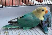 Виразні кольори оперення - папуга Нерозлучники
