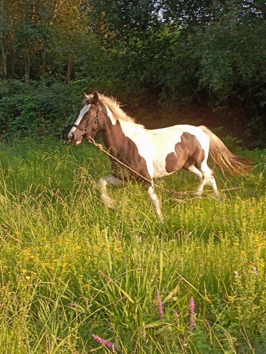 Poldra Gipsy portuguesa olhos azuis