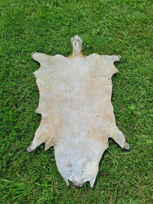 Skóra z borsuka  trofea