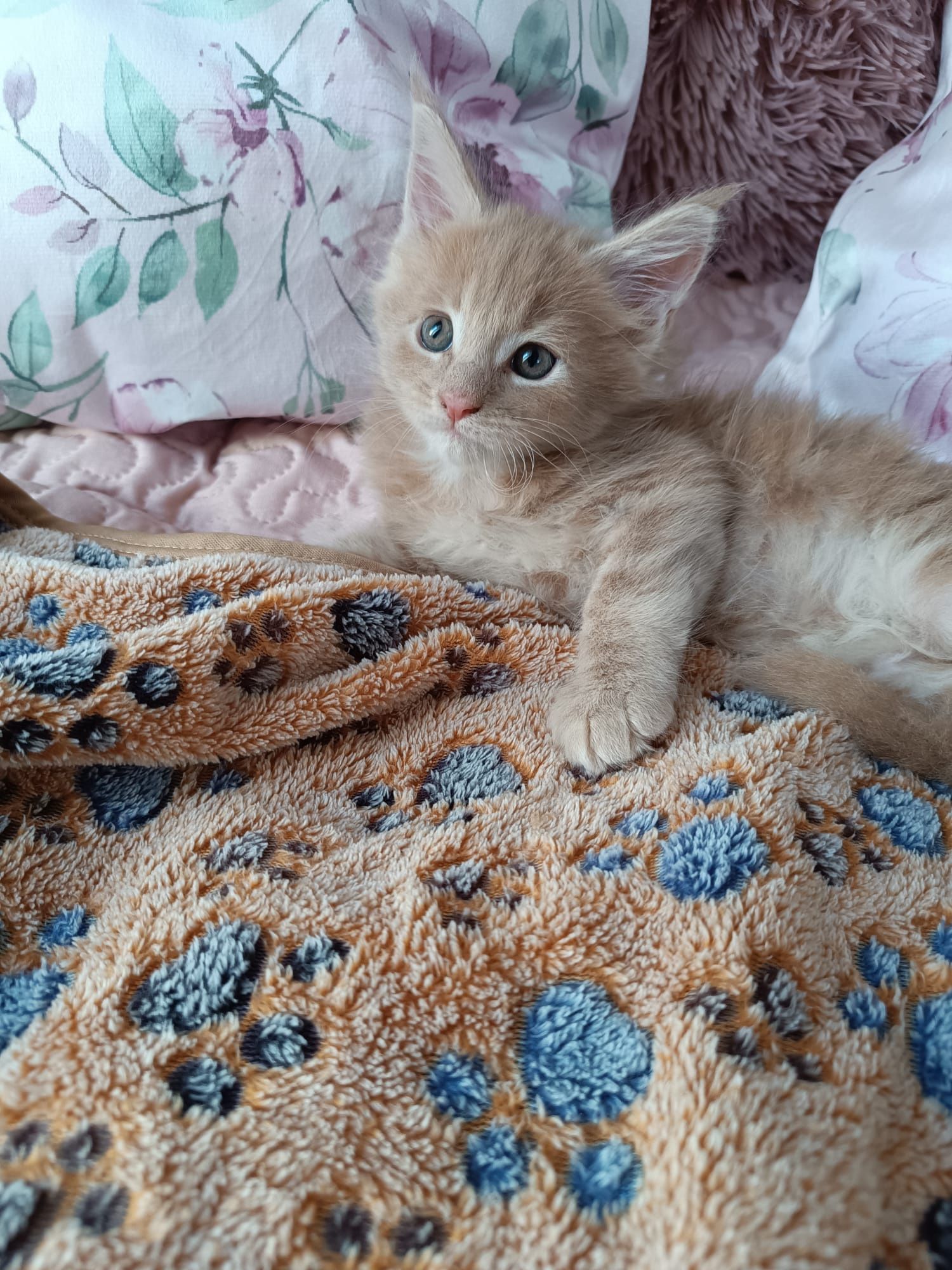 Maine coon FPL.Kotek,,kot rasowy
