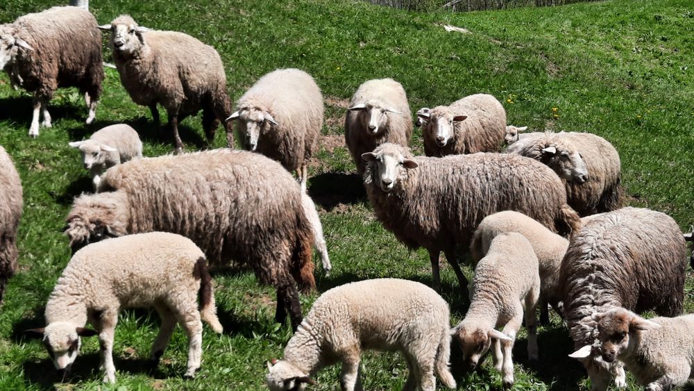 Вівці продаються породи суффолк та інші.