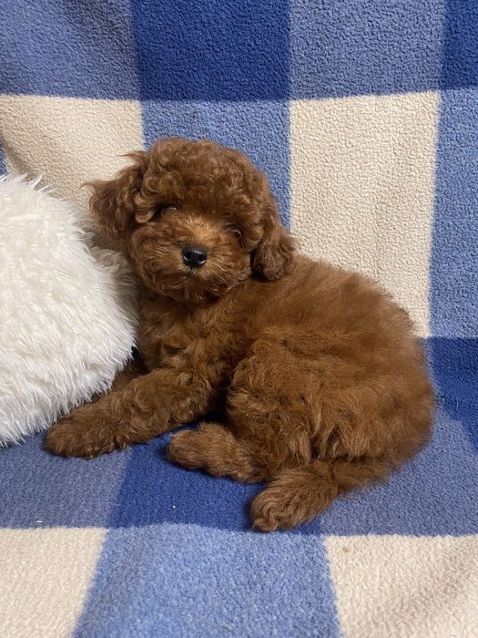 Той пудель Китай