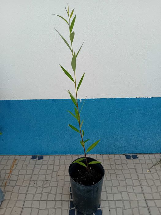 Arvore salgueiro chorao