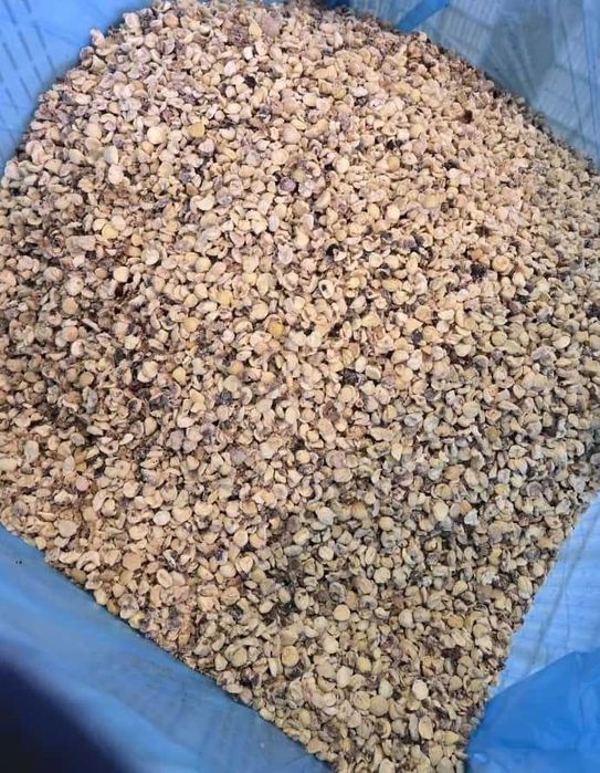 Castanhas para Porcos, sem casca – Alimentação Animal