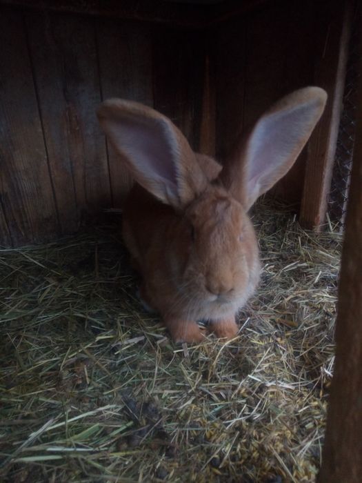 Olbrzym belgijski szynszylowy. Samica zakocona