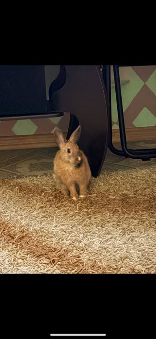 Кролики домашние декоративные, мини малыши