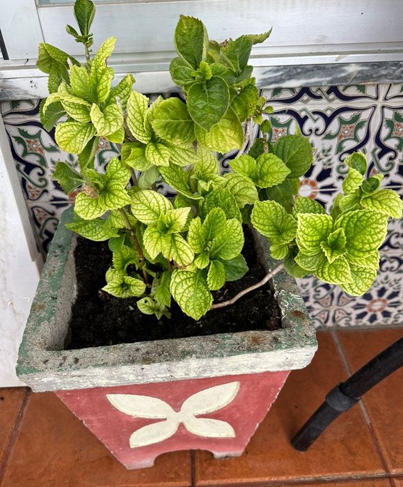 Hortênsias verdadeiras c/ vaso