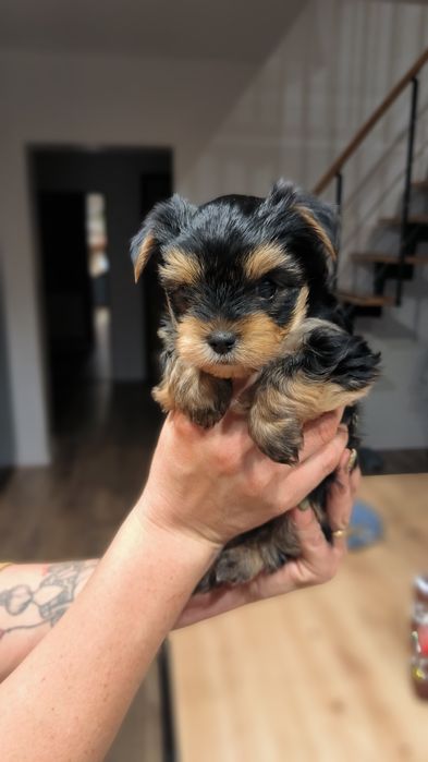 Yorkshire terrier mini