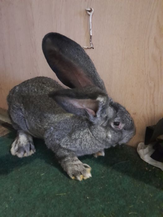 Samiec belgijski żelazisty