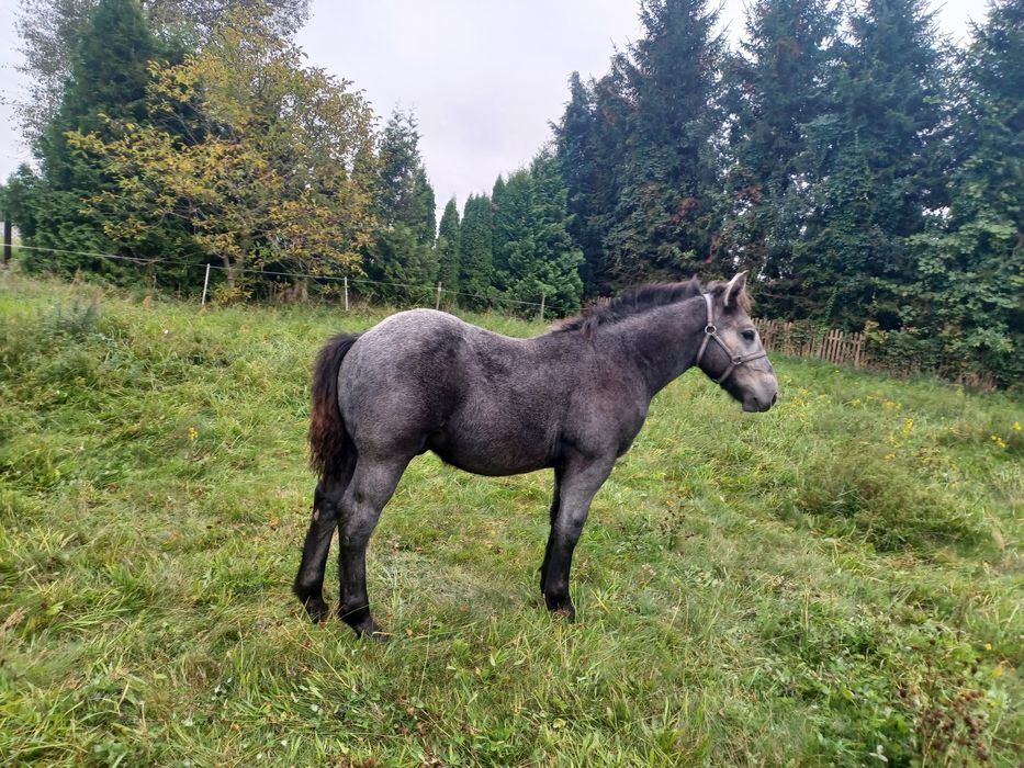 Sprzedam  ogierka zimnokrwistego