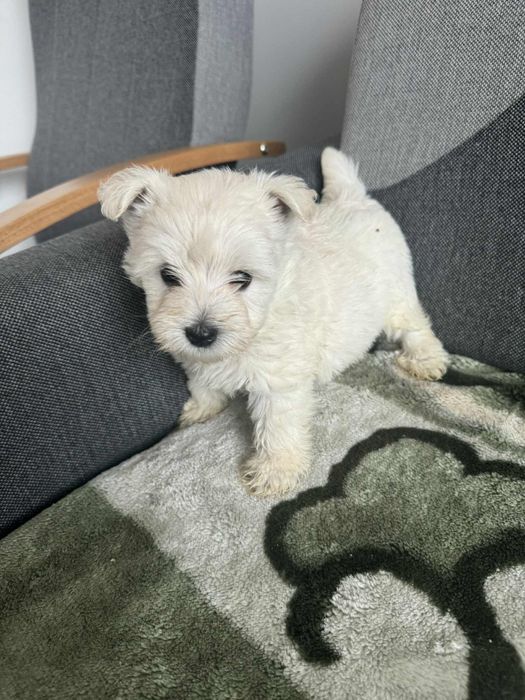 Śliczna Sunia West Highland White Terrier Gotowa Do Odbioru