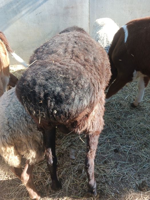 Продам Барана Курдюк