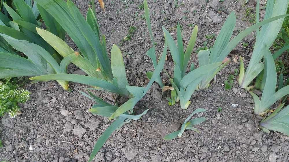 IRYS Primula (Kosaciec) - cena za 3 bulwy