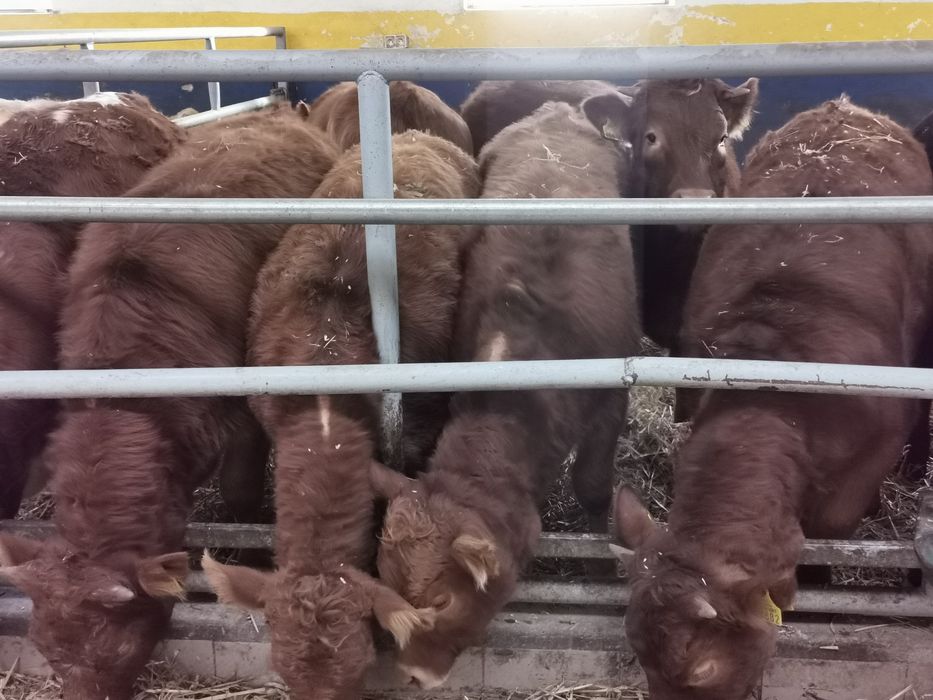 Odsadki mięsne limuse