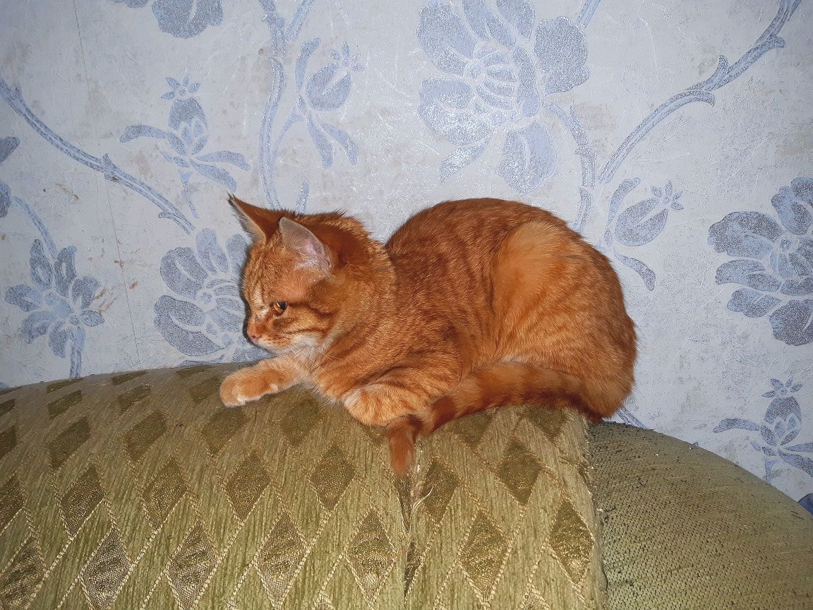 Подарую руде кошеня
