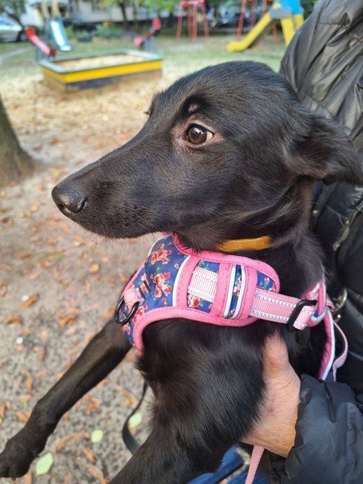 Ищу для малышки любящую семью.