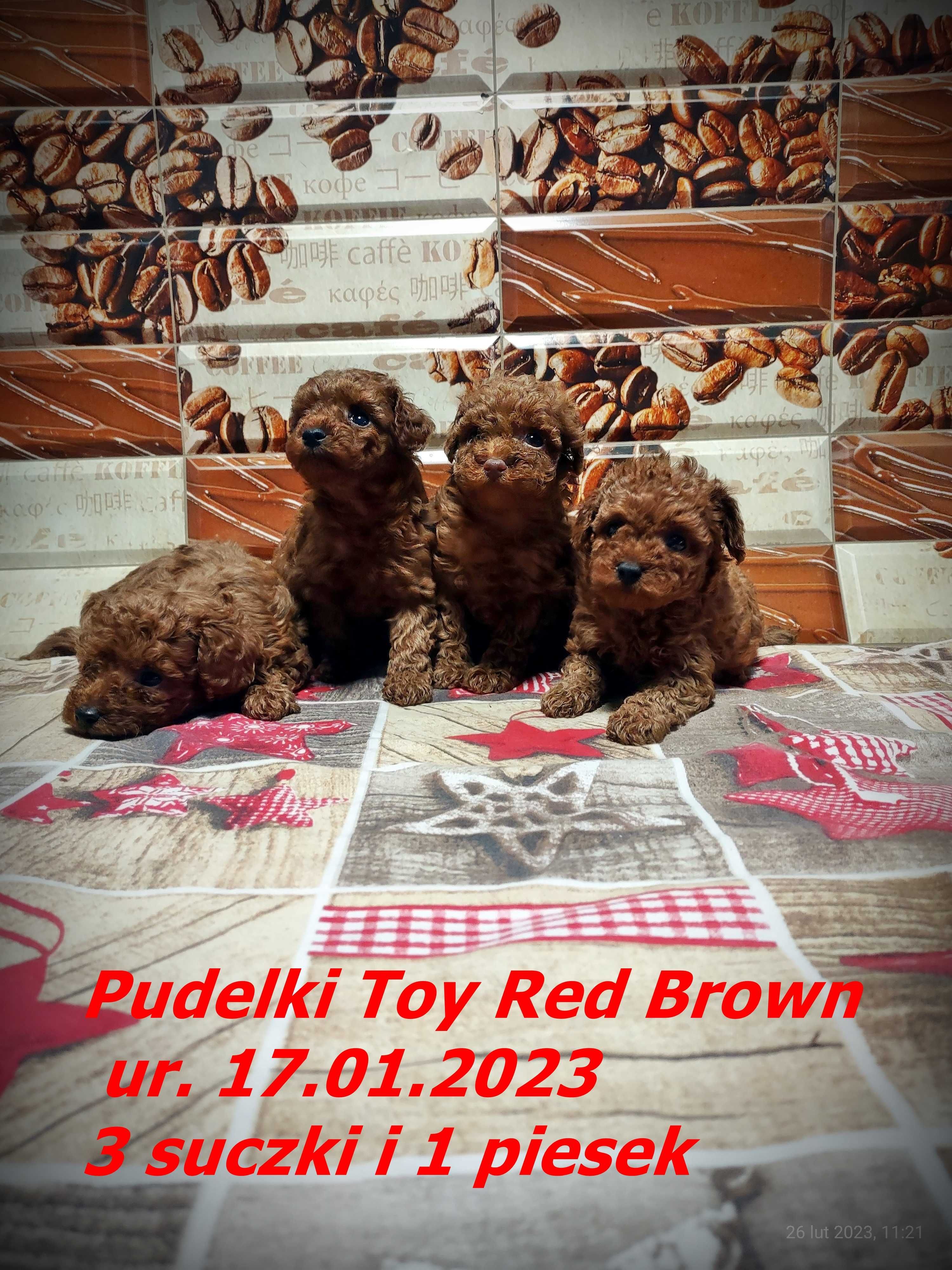 Reproduktor pudel Toy Red Brown import Chiny