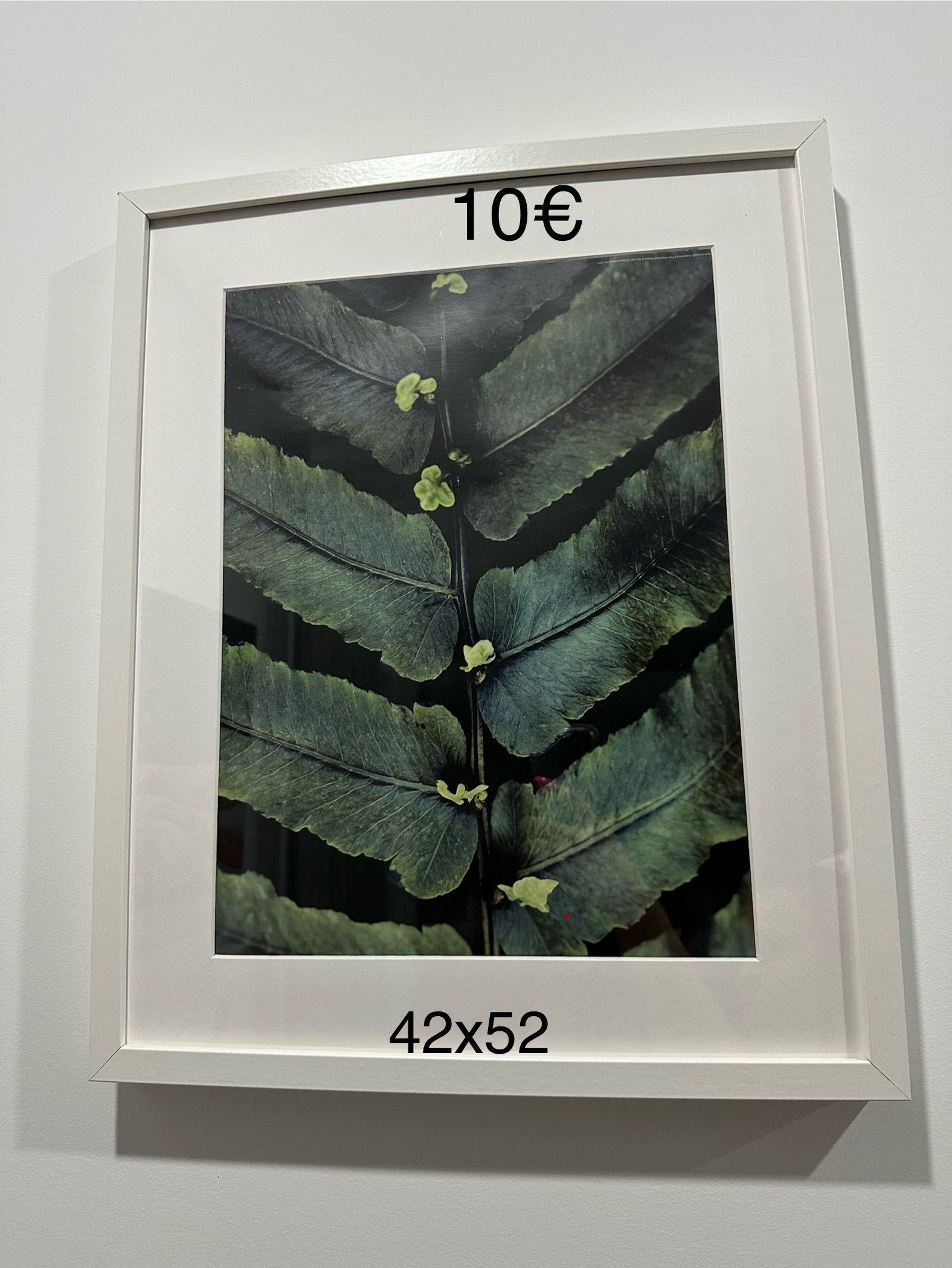 Vários quadros e plantas de decoração