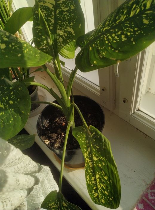 Кімнатні рослини