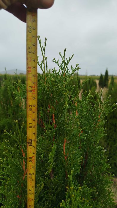 tuja szmaragd 160cm (thuja smaragd)