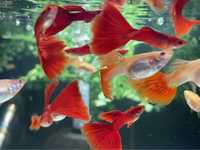 Gupik Full Red Albino