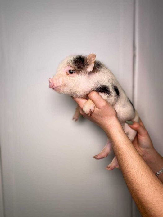 грайливі лагідні карликові свинки, міні піг для дому, розумні свинки