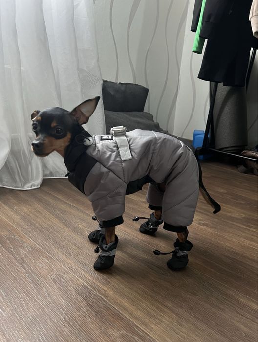 Комбинезоны для мелких пород собак зимние