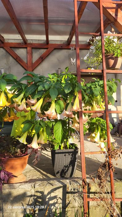 Datura anielskie trąby bieluń