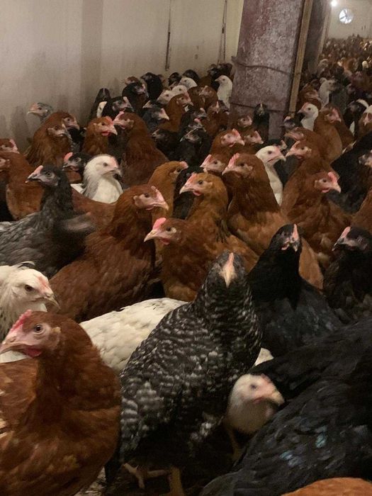 Kury nioski młode z wolnego wybiegu z pierwszym jajkiem! Zapraszam !